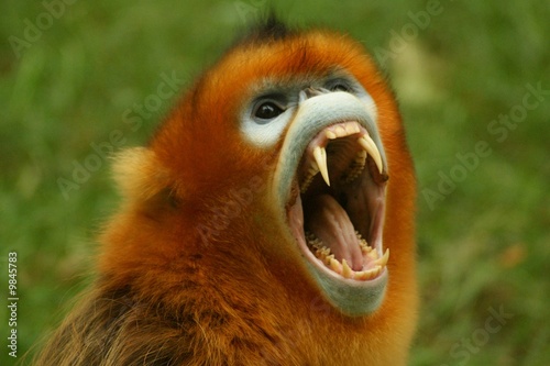 Rhinopithèque de Roxellane, Rhinopithecus roxellana