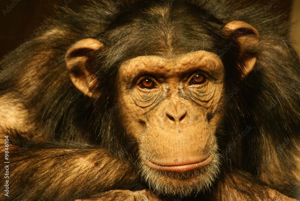 Chimpanzée, Pan troglodytes Chimpanzée, Pan troglodytes