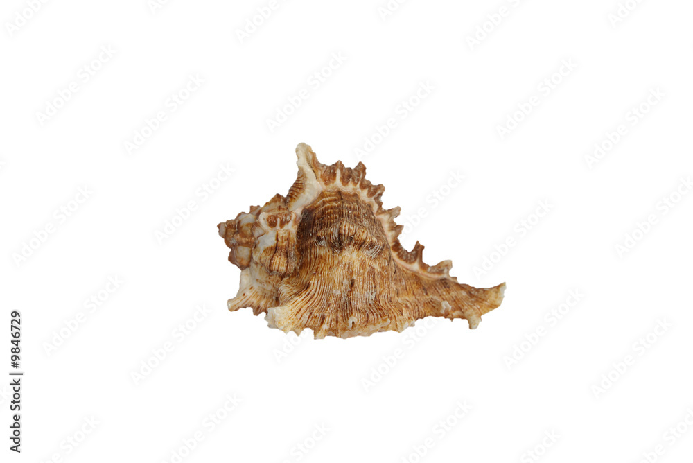 Sea shell