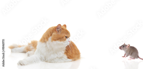 Fototapeta Naklejka Na Ścianę i Meble -  Cat staring at a mouse isolated on white