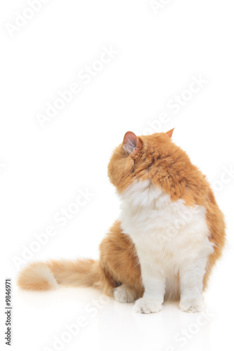 Cat looking back isolated against white background