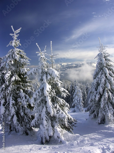 Mountain spruce trees under thick snow cover
