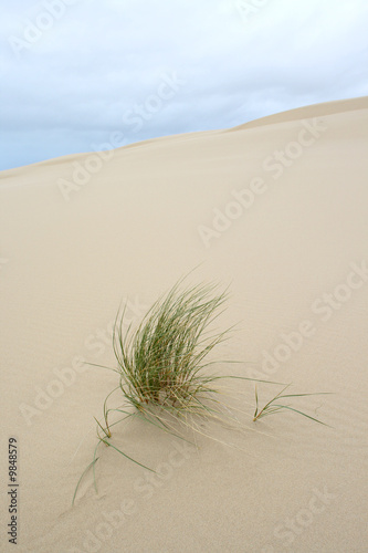 Wind blown grass on sand dune.