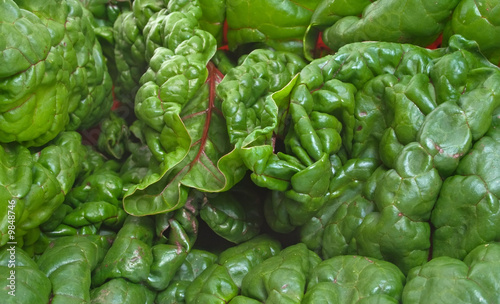 Close up of fresh Silverbeet