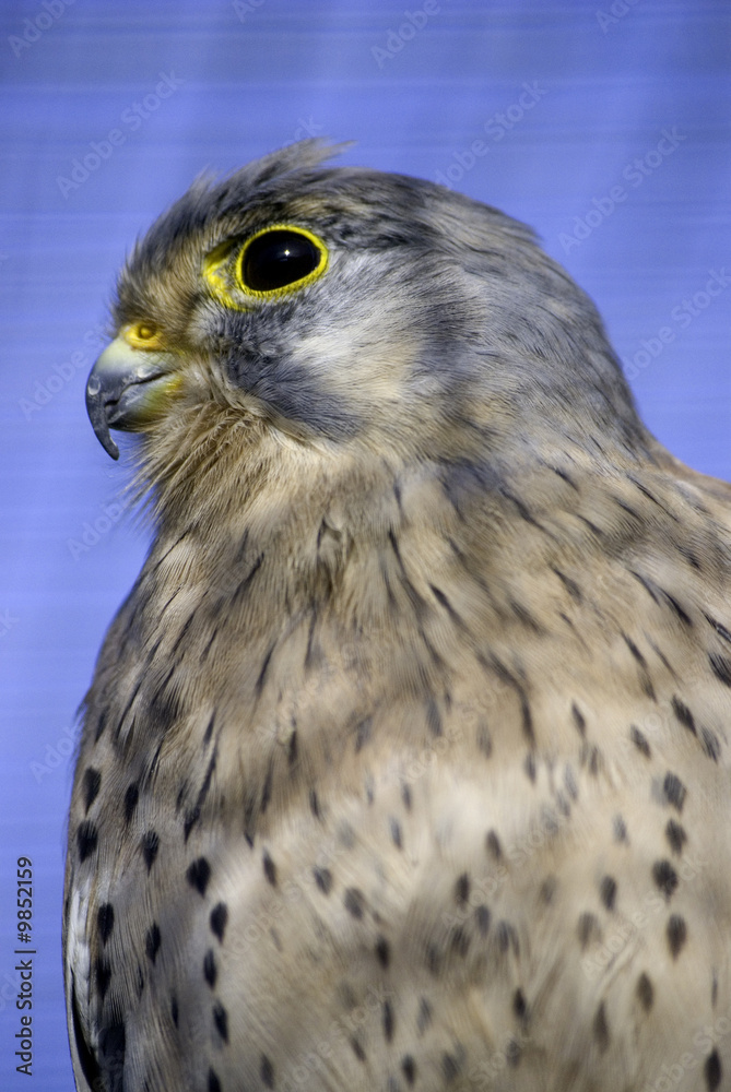 Obraz premium kestrel