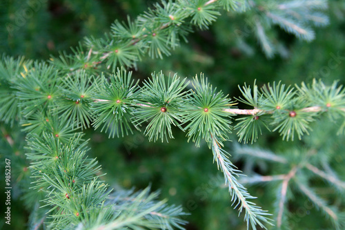 larch tree...