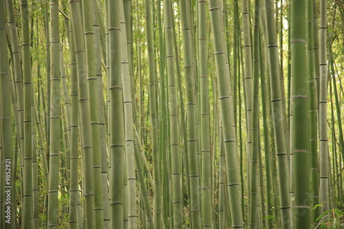 bamboo grove in Kyoto