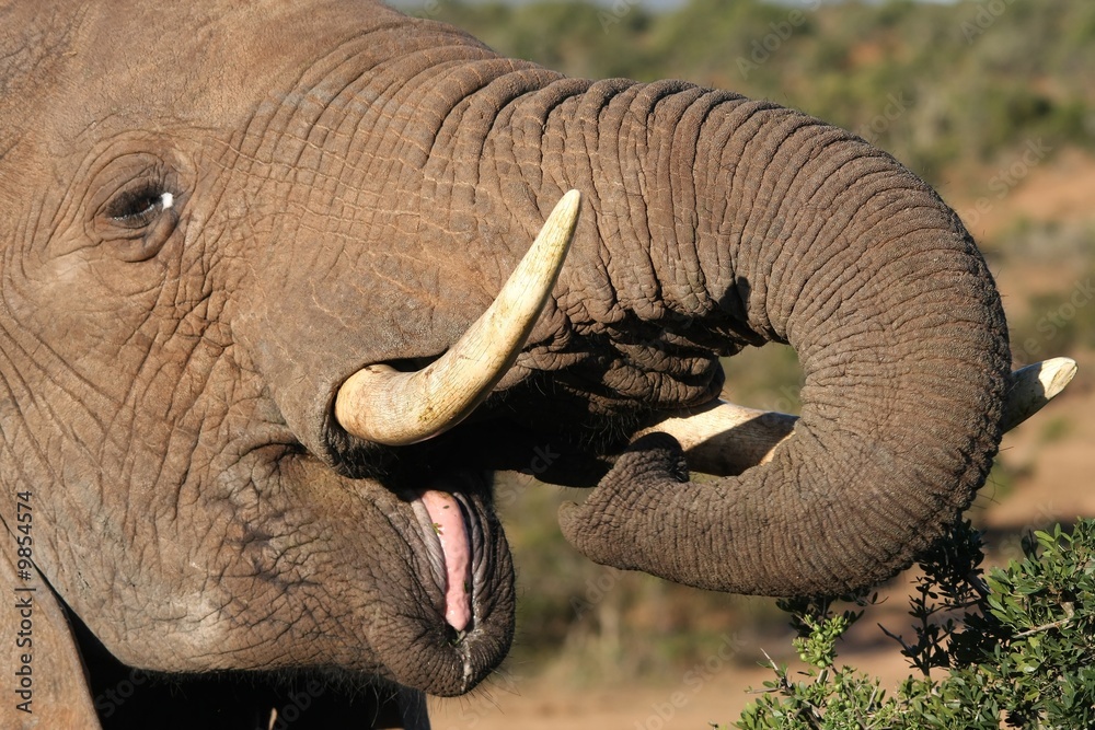 Obraz premium Large male African elephant with it's pink tongue showing