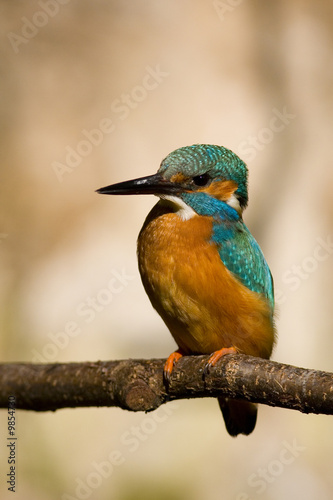 kingfisher 2