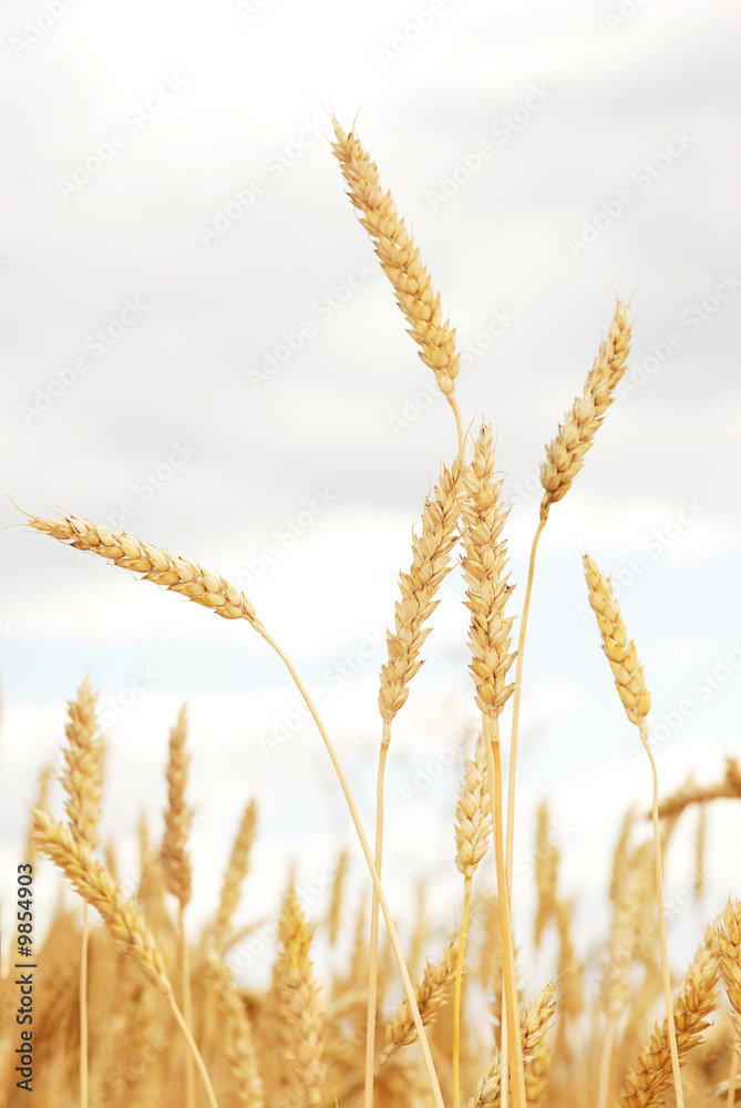 Fototapeta premium Wheat