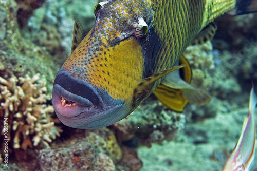 titan triggerfish ( balistoides viridescens)