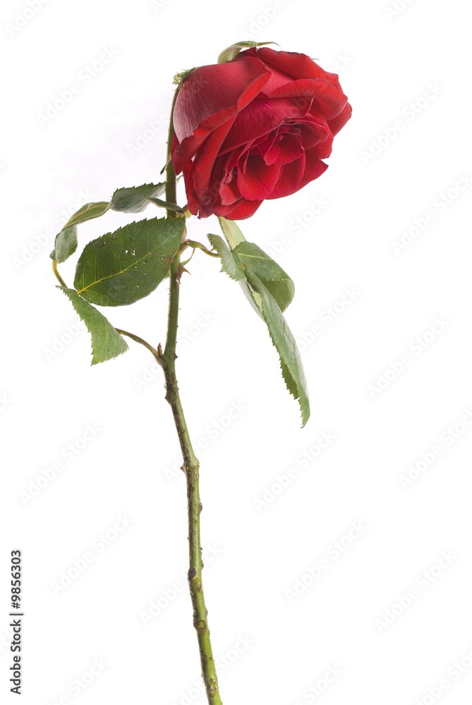 Sad Red Rose isolated on white background . Sad Red Rose isolated on white background .