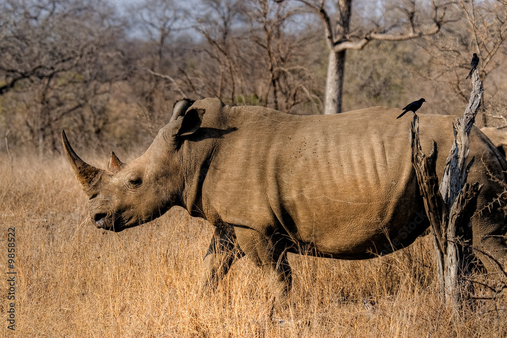 Obraz premium breitmalnashorn