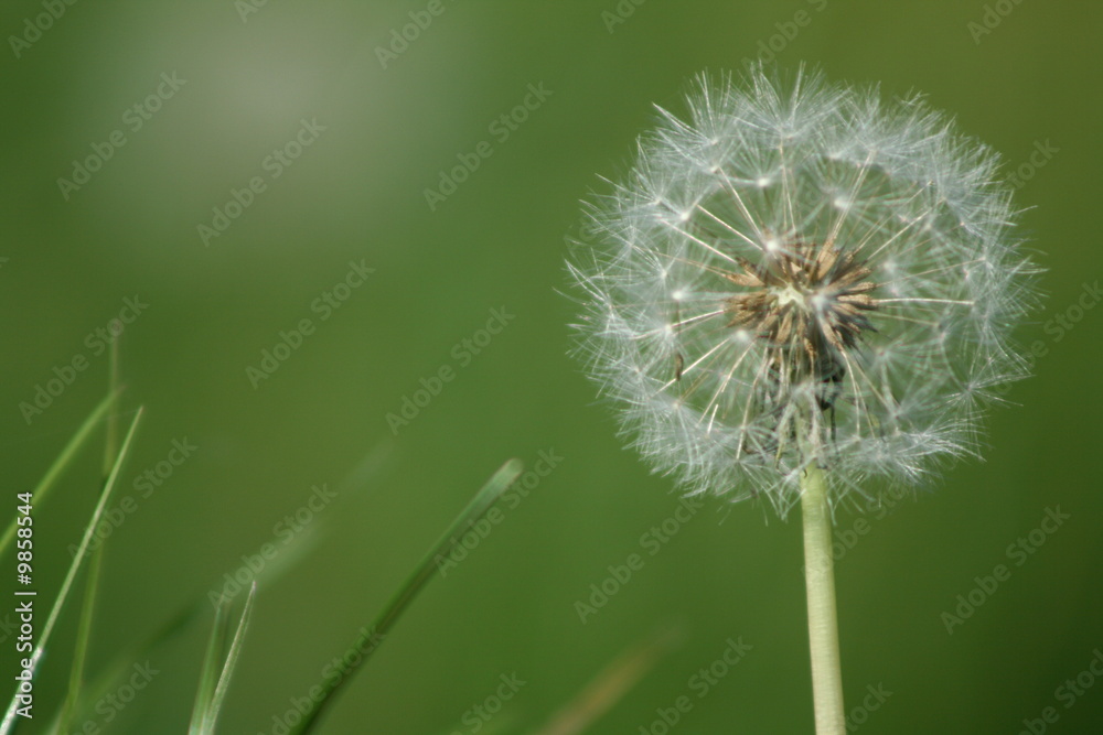 Fototapeta premium pissenlit
