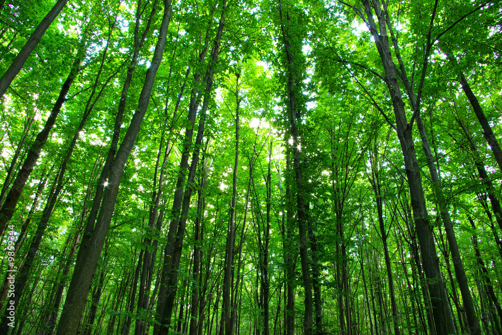 Fototapeta premium forest