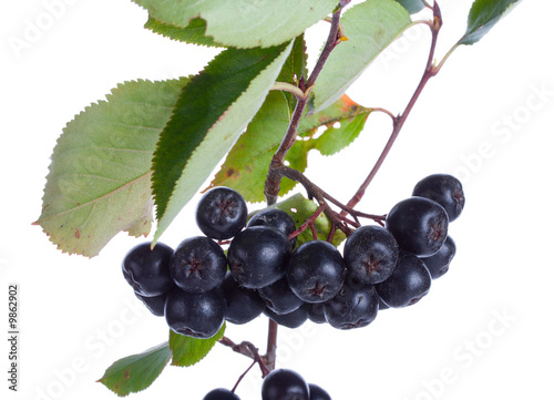 close-up black ashberries with leafs, isolated on white