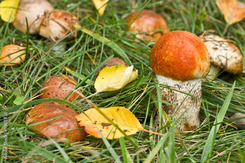 Close-up aspen mushroom in nature