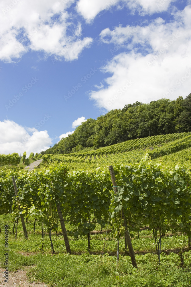 Vineyards in the city of Spiez, Switzerland
