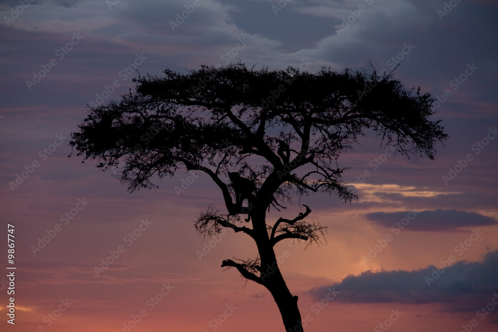 On Safari in the Masai Mara  lone leopard up a tree