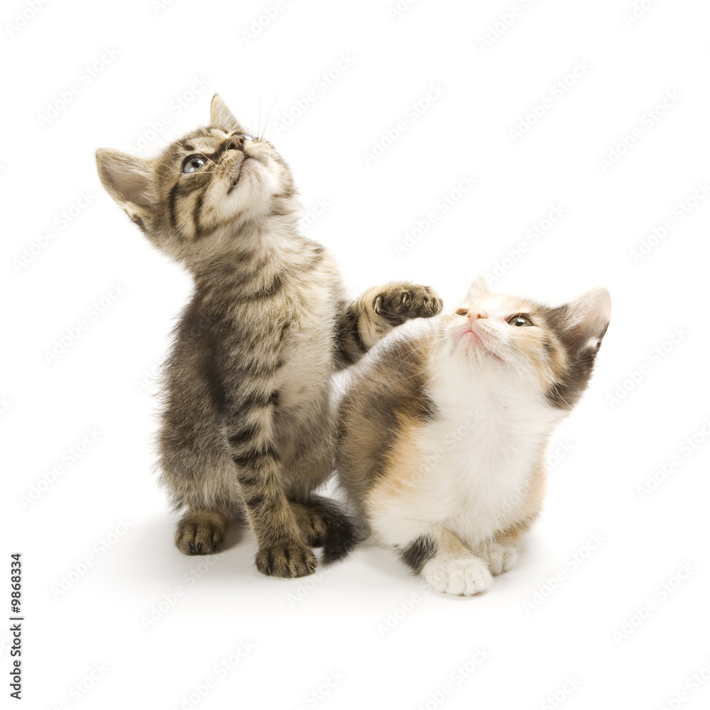 Obraz premium Kittens on white background