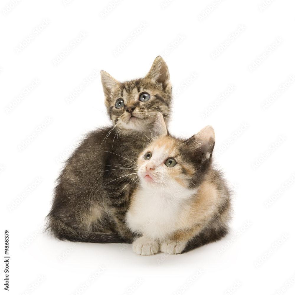 Kittens on white background