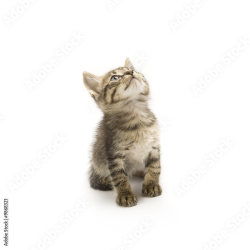 Kittens on white background