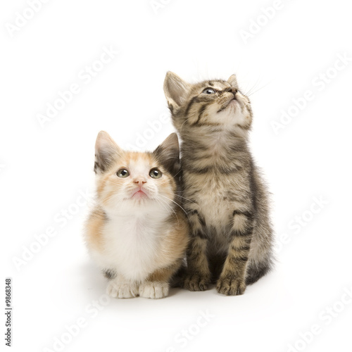 Fototapeta Naklejka Na Ścianę i Meble -  Kittens on white background