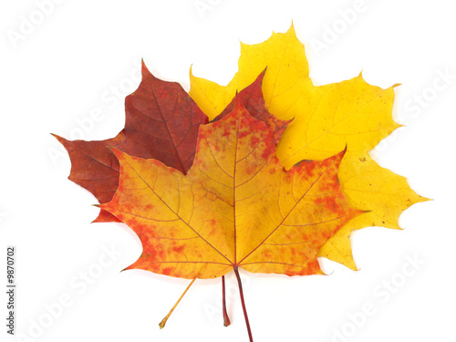 Fall yellow and red Maple leaves on white background