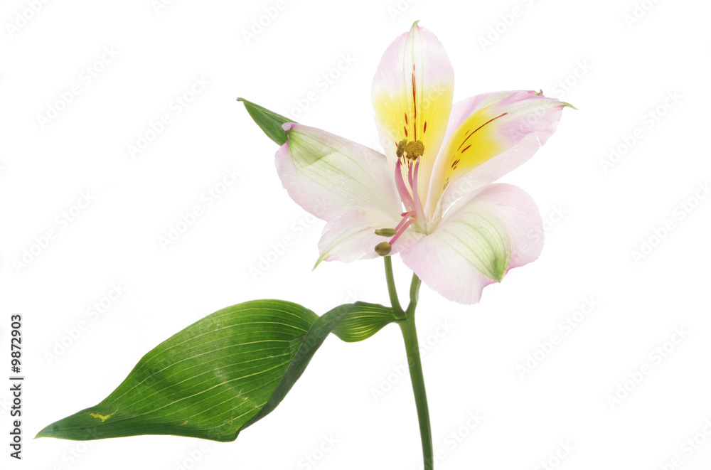 Day lilly flower and leaf isolated on white