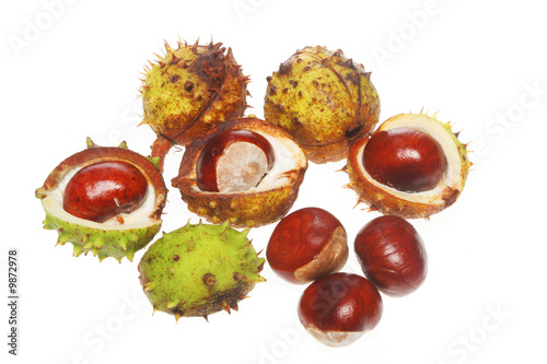 A group of conkers isolated on white