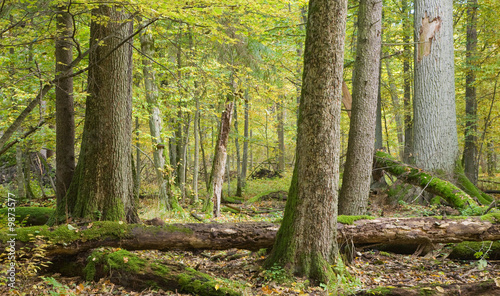 Landscape of forest with lying dead tree