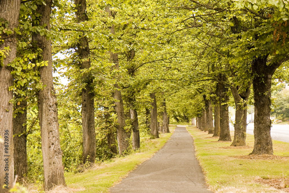 A straight walking path through green trees