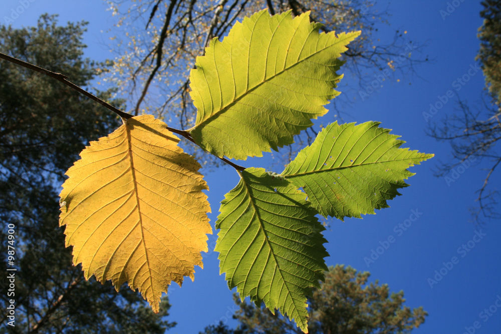 Obraz premium The yellow folios against a sky background.