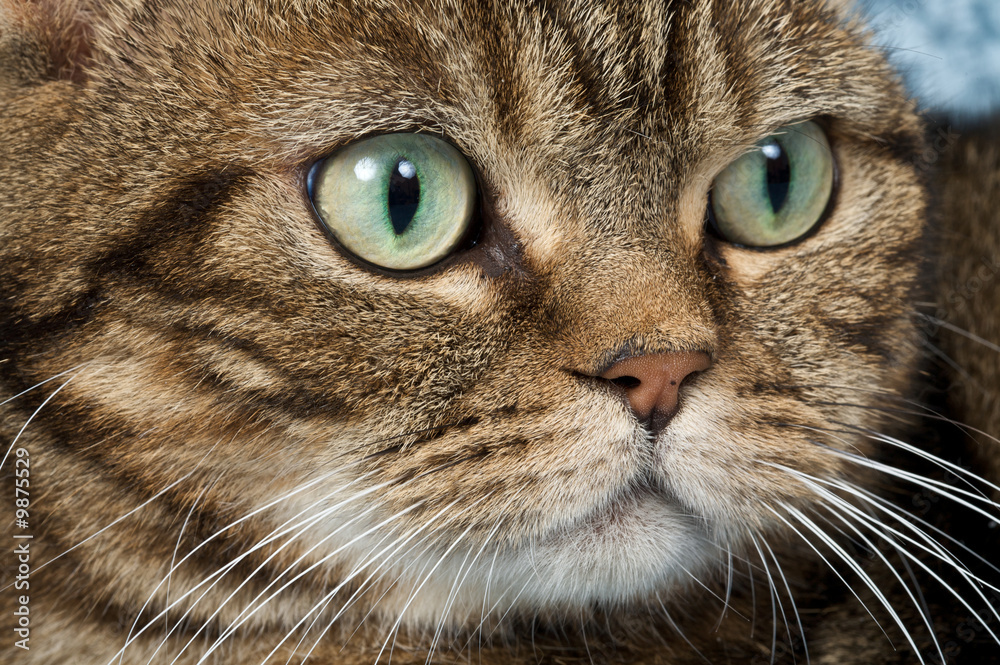 Pretty cat in closeup portrait looking arrogant Pretty cat in closeup portrait looking arrogant
