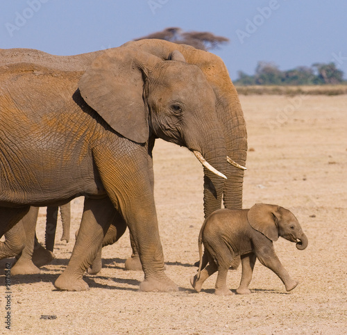 Canvas Print elephant's family, amboseli, kenya