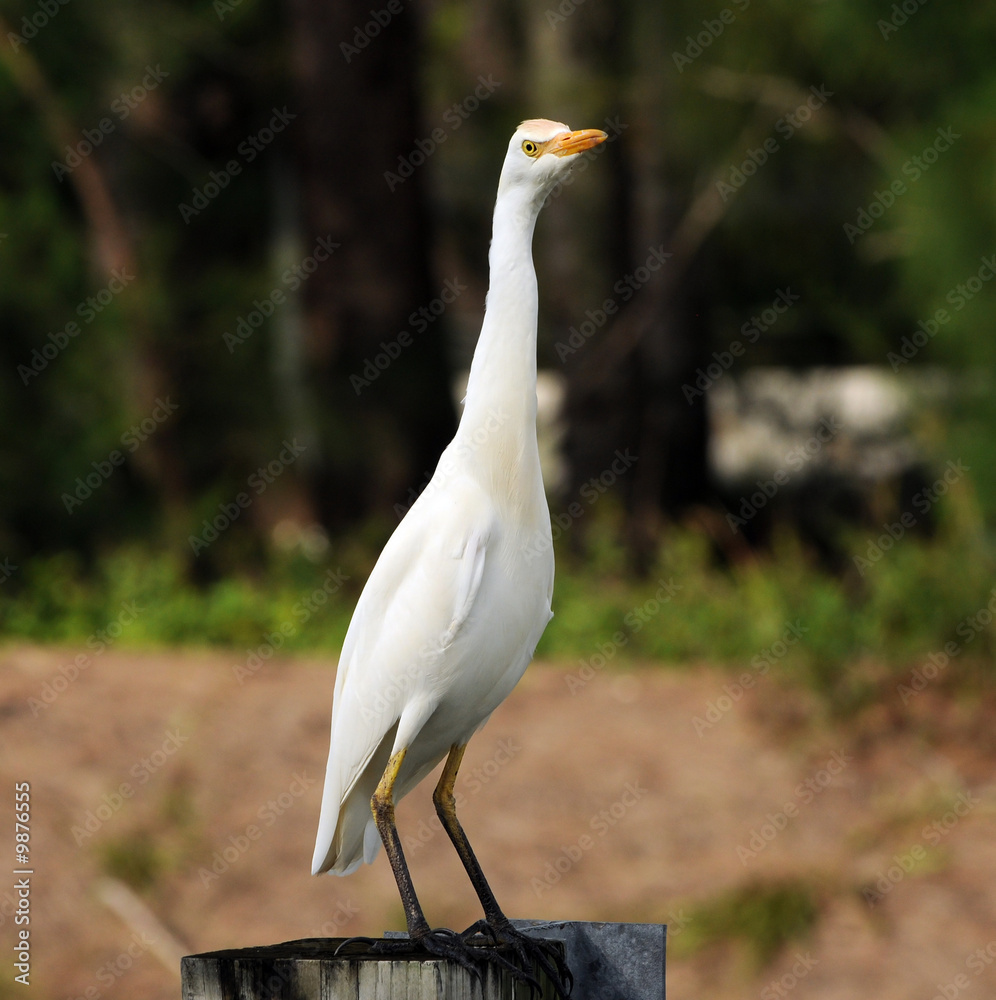Cattle egret,  (Bubulcus ibis), commonly seen in Florida