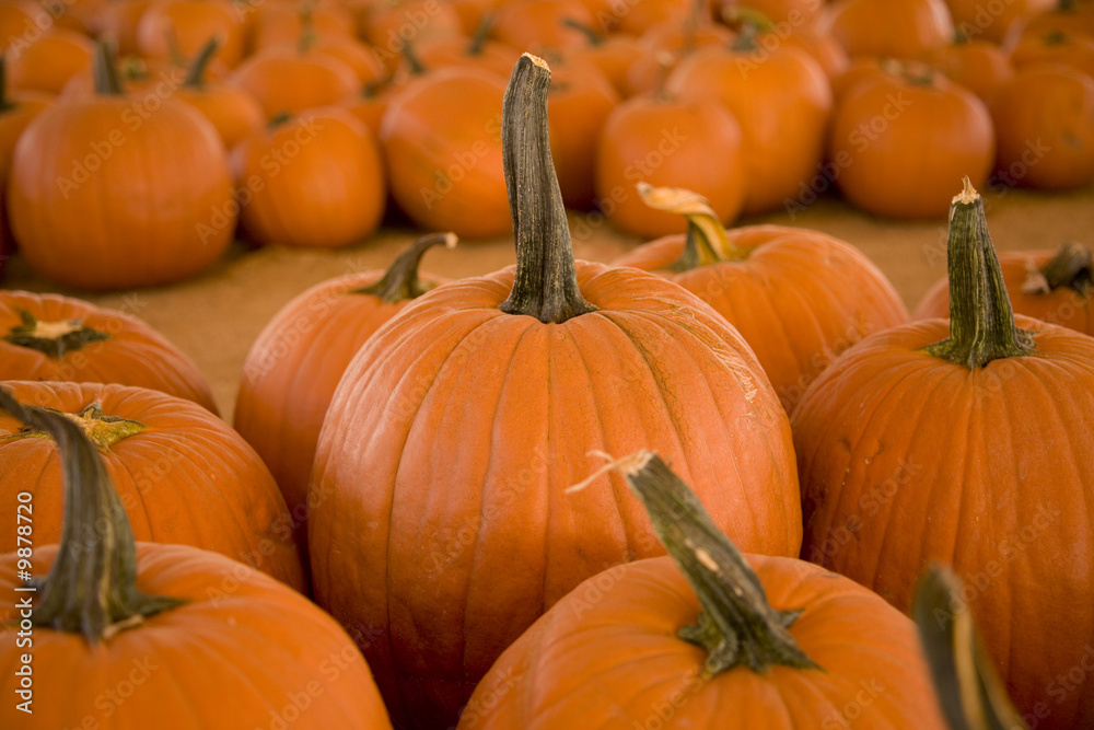 Horizontal image of pumpkins in a pumpkin patch. Horizontal image of pumpkins in a pumpkin patch.