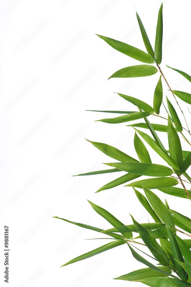 bamboo-leaves isolated on a white background.