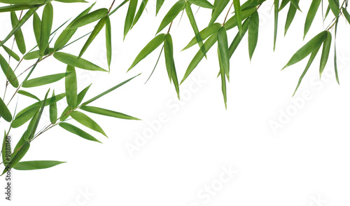 bamboo-leaves isolated on a white background