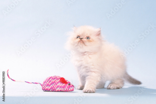 Un chaton persan colourpoint et son jouet photo