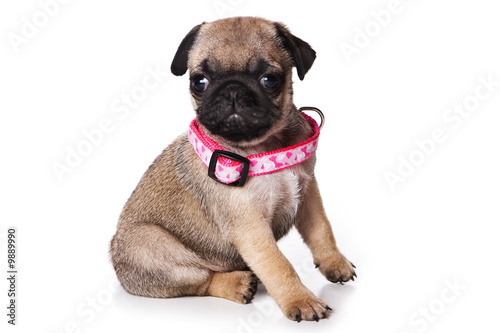 Pug puppy on white background