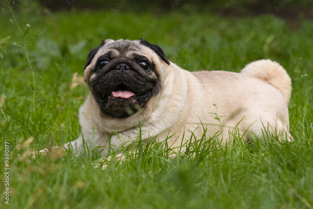 Pug laying in green grass