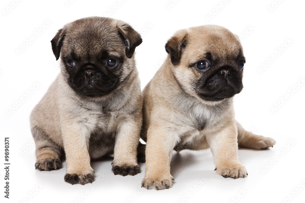 Pug puppies on white background