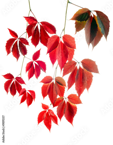 falling red vines branches autumn decoration