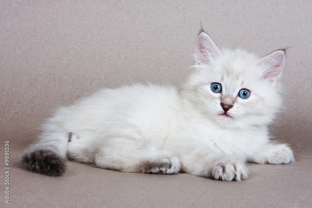 Siberian kitten on grey background