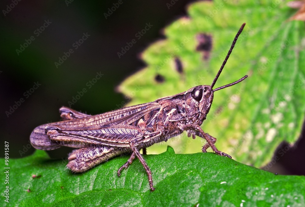 portrait of the grasshopper portrait of the grasshopper