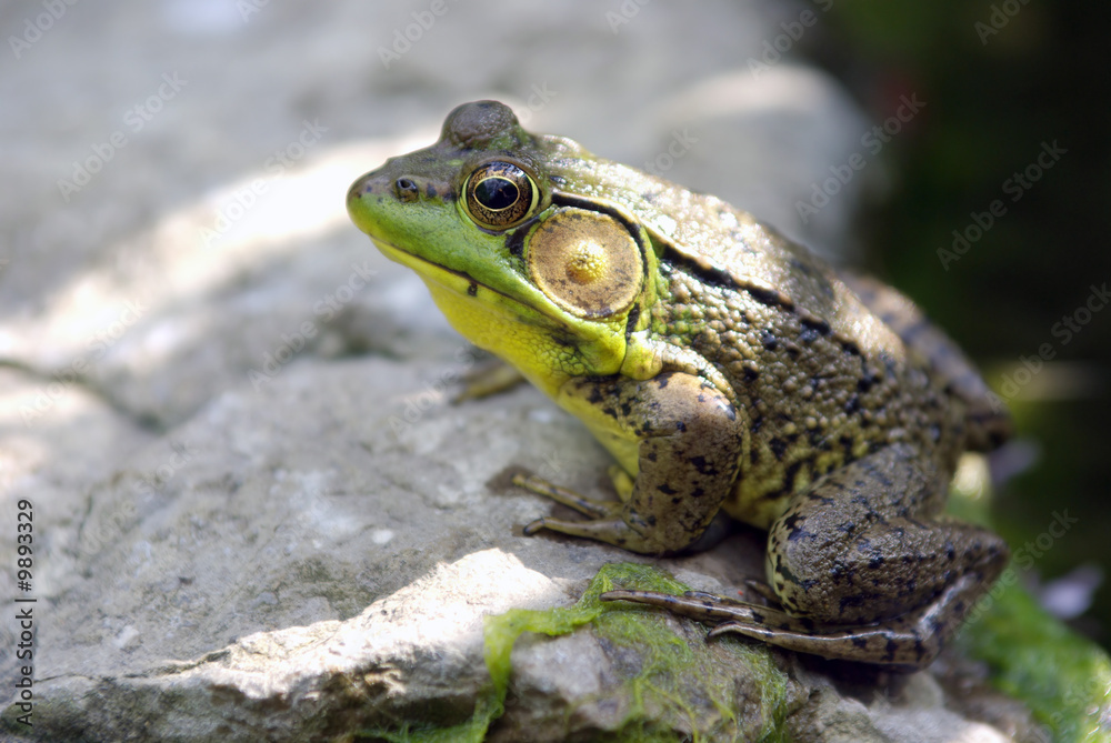 Frog on Rock