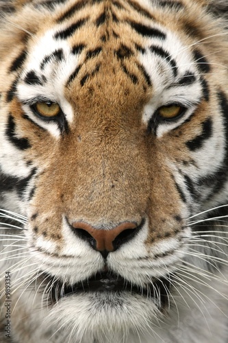 Close up portrait of a strikingly beautiful tiger