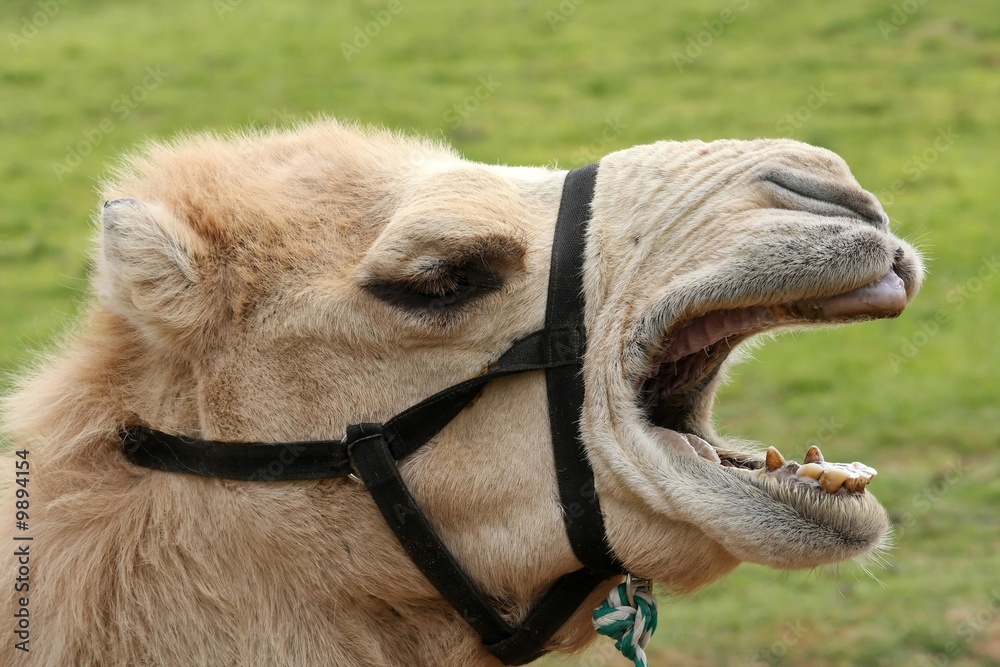Camel with wide open mouth and funny expression