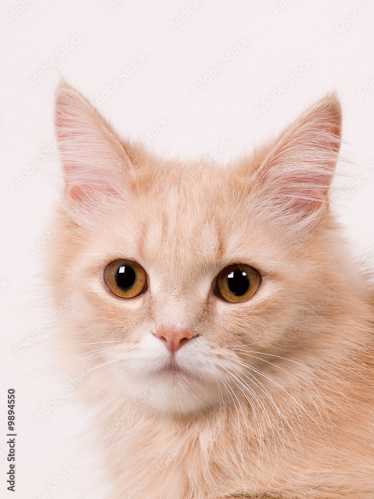 studio portrait of a maine coon cat studio portrait of a maine coon cat